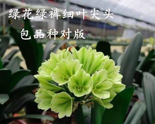 君子兰在窗台上的养护技巧是什么？