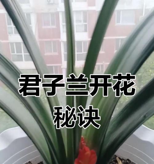 君子兰在窗台上的养护技巧是什么？