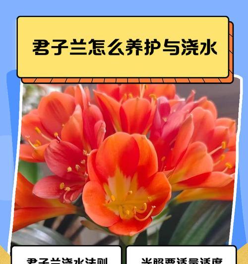 君子兰固定花盆的养护技巧有哪些？