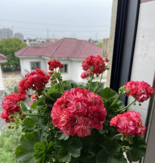 天竺葵独杆养殖方法是什么？如何养好？