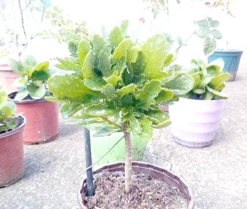 自制磷氮肥的方法是什么？自制肥料的好处有哪些？