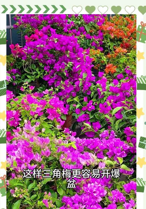 三角梅成活后怎么修剪？修剪的最佳时间和方法是什么？