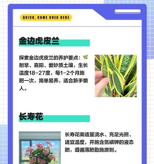 云南热带观赏植物有哪些？如何进行养护管理？