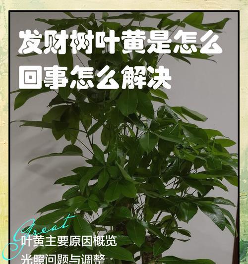 九月种植树木叶子发黄的原因及对策？