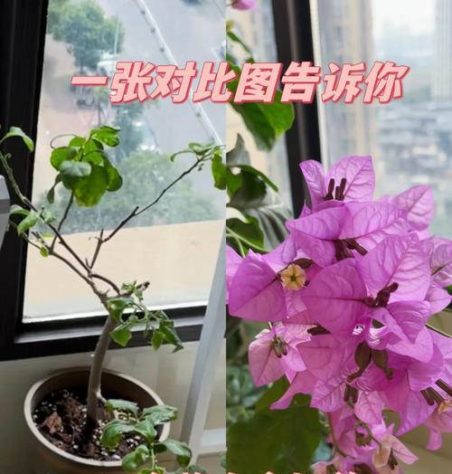 三角梅寄生根的养护技巧是什么？如何正确处理？