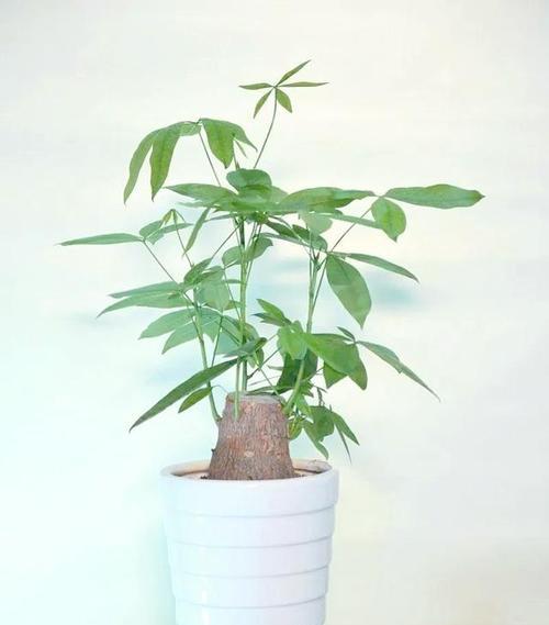 养花绿的小技巧有哪些？怎样让家中植物更加生机勃勃？
