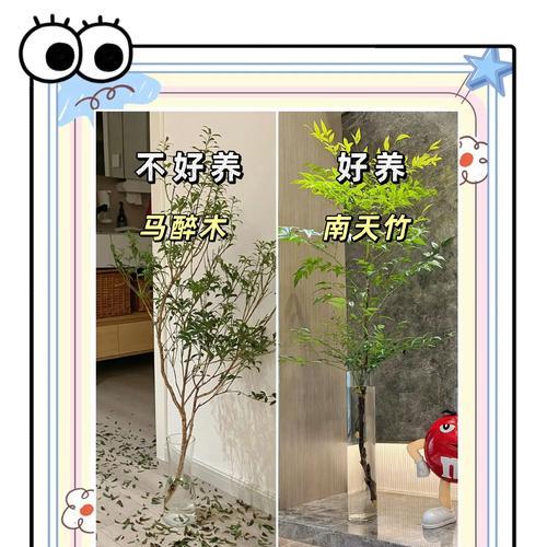 养花绿的小技巧有哪些？怎样让家中植物更加生机勃勃？