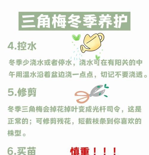 三角梅腻虫问题如何解决？冬季三角梅护理要点有哪些？