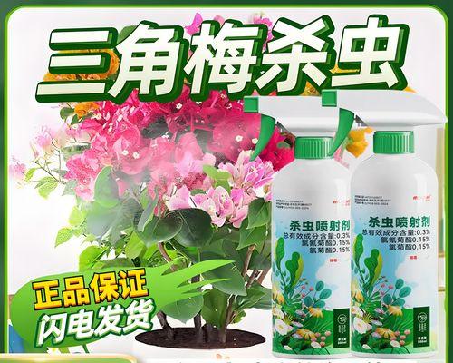 三角梅腻虫问题如何解决？冬季三角梅护理要点有哪些？