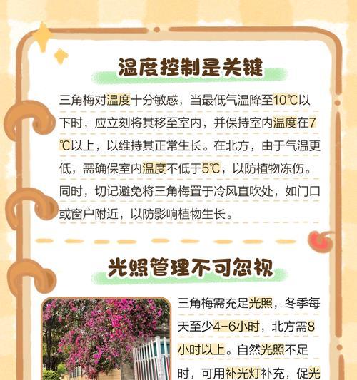 三角梅腻虫问题如何解决？冬季三角梅护理要点有哪些？