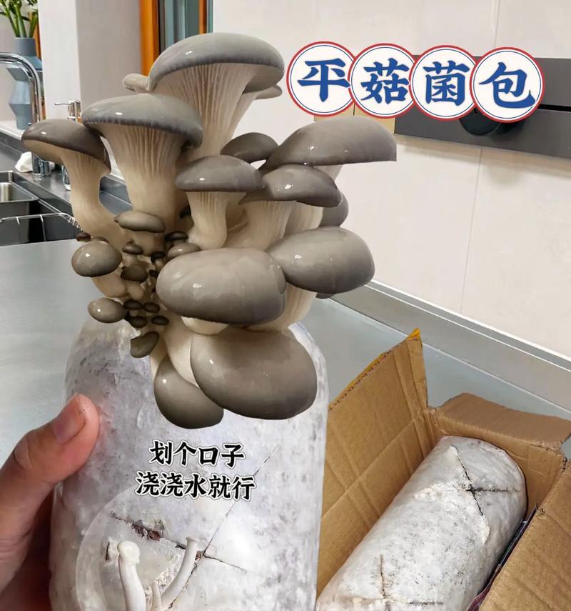 平菇埋土栽培的关键技术是什么？