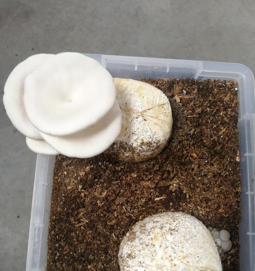 平菇埋土栽培的关键技术是什么？