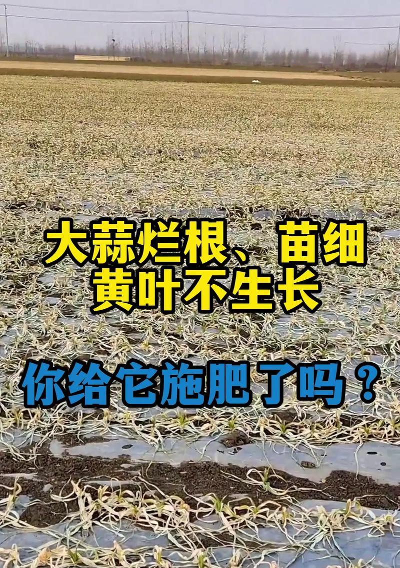 大蒜幼苗叶子发黄的原因是什么？