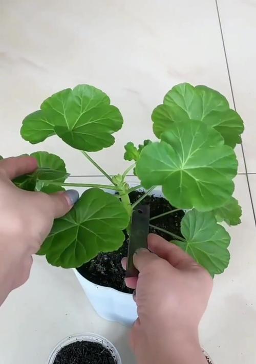 天竺葵德利的养殖效果如何？
