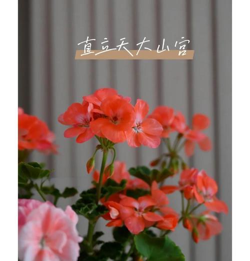 天竺葵德利的养殖效果如何？
