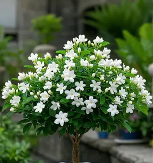 七月阳台适合种植哪些花卉？
