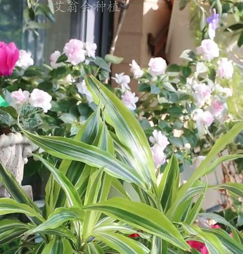 七月阳台适合种植哪些花卉？
