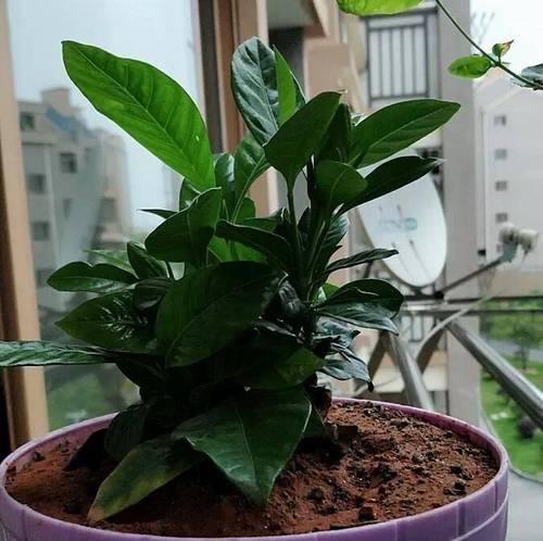 七月阳台适合种植哪些花卉？