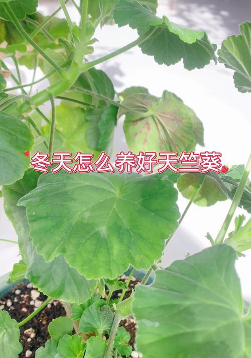 香天竺葵的养殖技巧是什么？