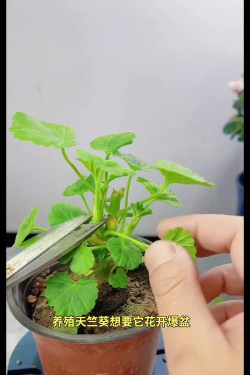 香天竺葵的养殖技巧是什么？