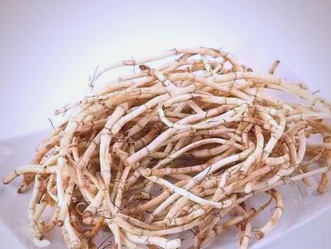 龙李栽培技术要点：掌握这些要点轻松种植！