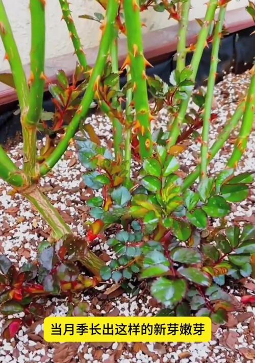 如何快速促进月季长芽？有哪些有效方法？