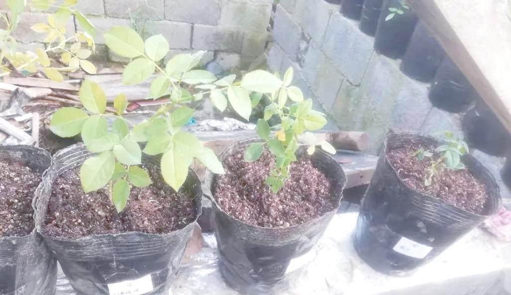 如何快速促进月季长芽？有哪些有效方法？