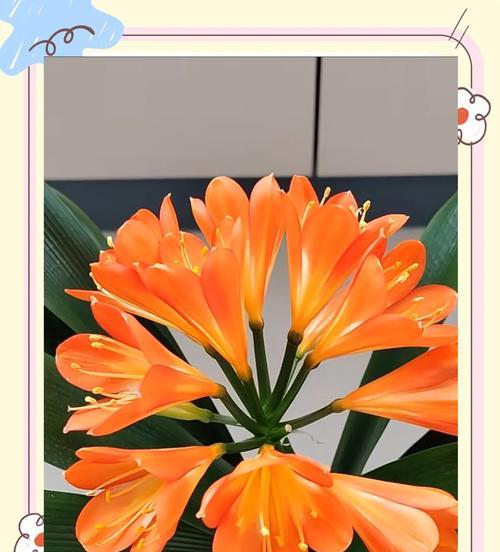 君子兰种植需要哪些架子？如何选择合适的架子？