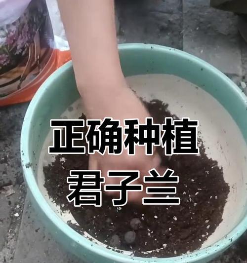 君子兰种植需要哪些架子？如何选择合适的架子？