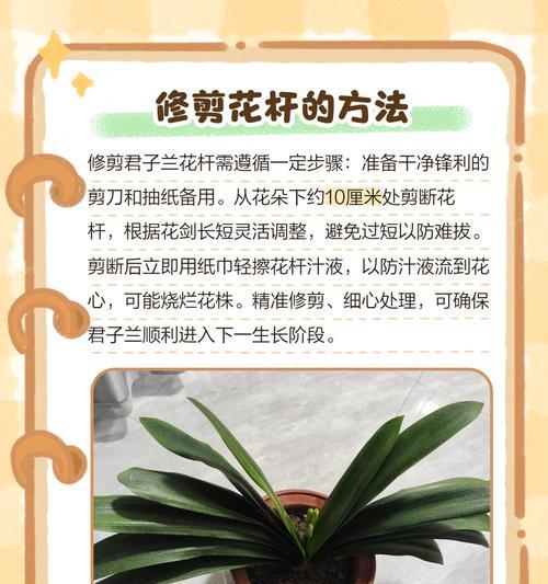 君子兰培育花苗的方法有哪些？