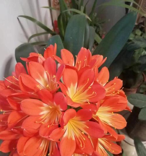 君子兰培育花苗的方法有哪些？