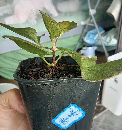 盆栽铁线莲如何快速爬满杆子？