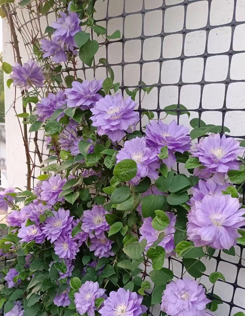 盆栽铁线莲如何快速爬满杆子？