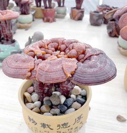 灵芝盆景发霉怎么弄？预防和处理措施有哪些？