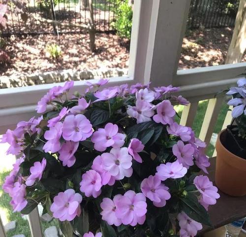 如何选择适合的野生紫色花卉绿植盆栽？