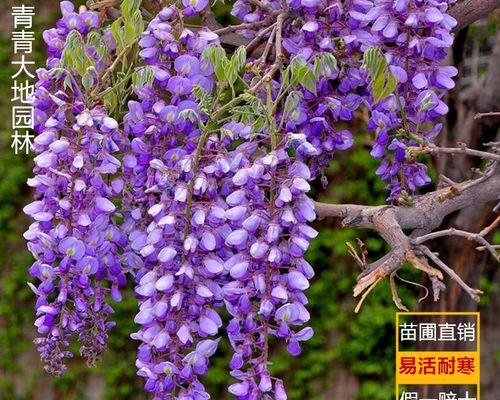 如何选择适合的野生紫色花卉绿植盆栽？
