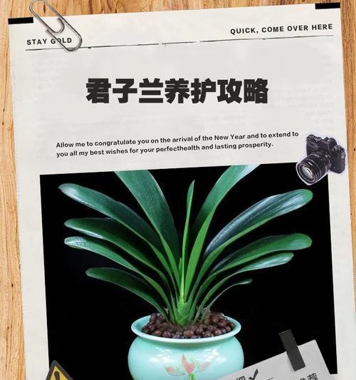 君子兰适合什么样的花瓶养护？