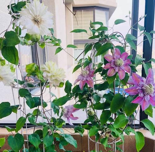 阳台适合种植哪些花？有哪些好养的推荐？
