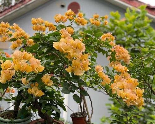 阳台适合种植哪些花？有哪些好养的推荐？