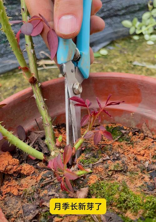 月季花苞如何培养得更大？