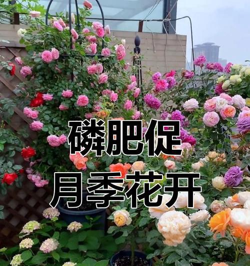 月季花苞如何培养得更大？