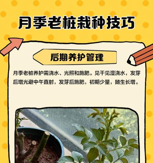 月季花苞如何培养得更大？