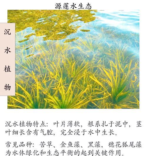 哪些水生植物适合回收利用？