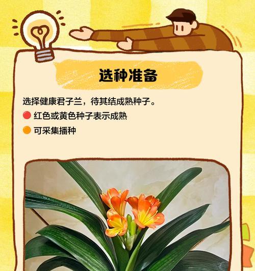 君子兰种子怎样才能成功发芽？