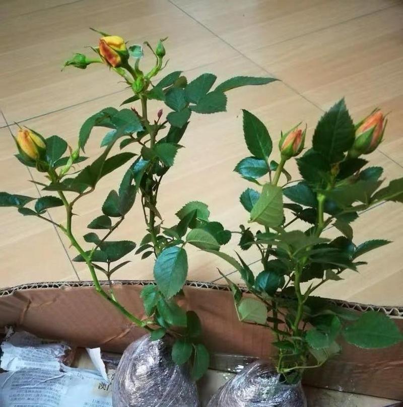 月季侧枝过多应该怎么办？