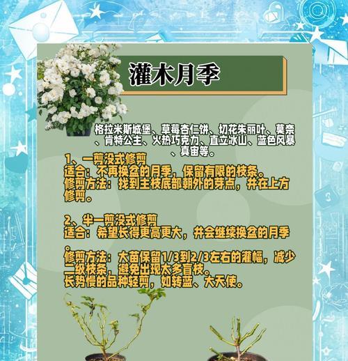 月季侧枝过多应该怎么办？
