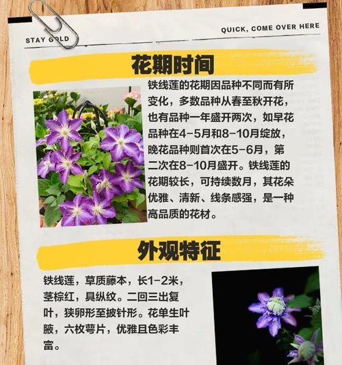 收到铁线莲约瑟芬大苗后应如何处理？