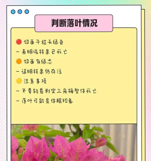 三角梅换土后叶子打蔫应如何修剪？