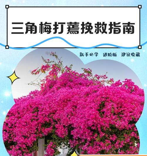 三角梅换土后叶子打蔫应如何修剪？