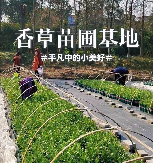香草栽培技术有哪些？不同种类的香草如何种植？